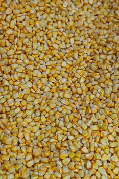 Ripe yellow corn kernels are frozen and sold at the grocery store. Natural products that are suitable for fast cooking healthy food.