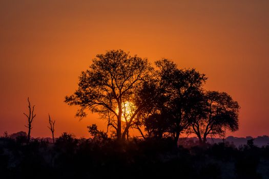 The silhouette of trees against the rising sun, in the Mpumalanga Province of South Africa