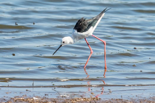 A black-winged stilt, Himantopus himantopus, walking in water