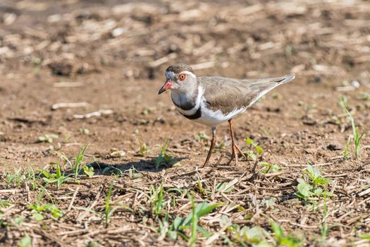 A Three-banded Plover, Charadrius tricollaris, on the ground