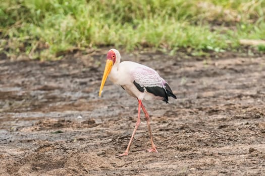 A yellow-billed stork, Mycteria ibis, walking in the Limpopo Province of South Africa
