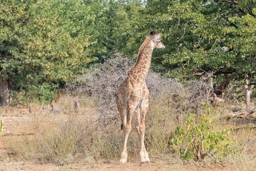 Front view of an immature South African Giraffe, Giraffa camelopardalis giraffa, looking back