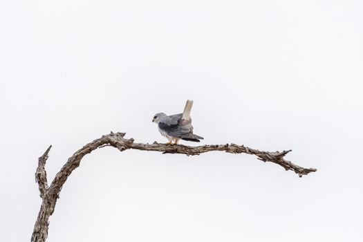 A grey colored falcon sitting on a dead tree branch