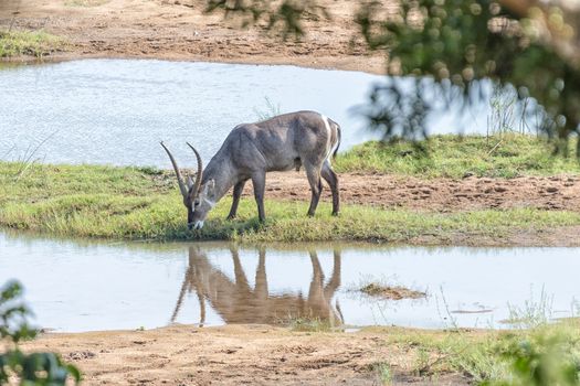 A sideway view of a waterbuck bull, Kobus ellipsiprymnus, grazing on an island in a river