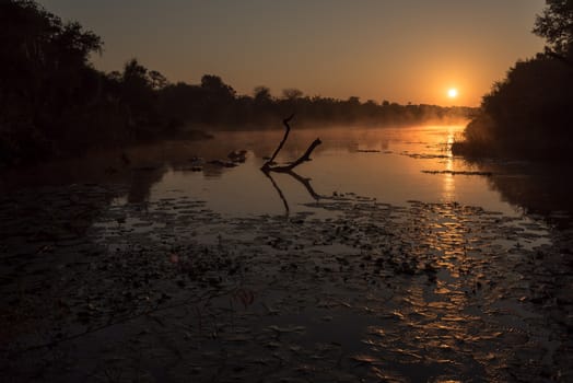 Sunrise at Lake Panic. Hippos, a dead tree and water lilies are visible