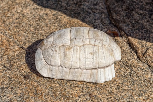 A tortoise shell, bleached white by the harsh sun, in the Mpumalanga Province of South Africa