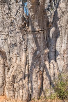 Close-up of the trunk of a baobab tree, Adansonia digitata, also called upside-down tree