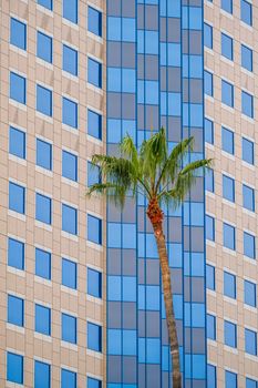 Palm Tree by Hotel with Blue Windows