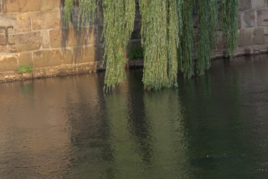 Light green weeping willow that lets its branches hang over the river Ilmenau Ilmenau.