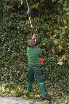 Cutting a hedge with a hedge trimmer motor.