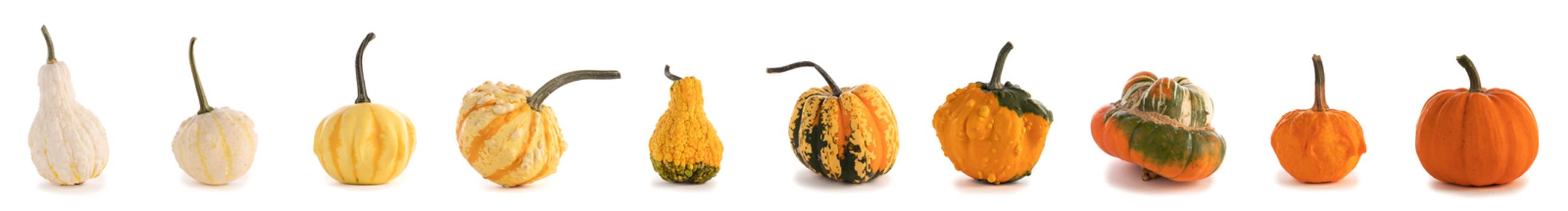 Assortiment of autumn harvested pumpkins in a row isolated on white background , Halloween holiday concept