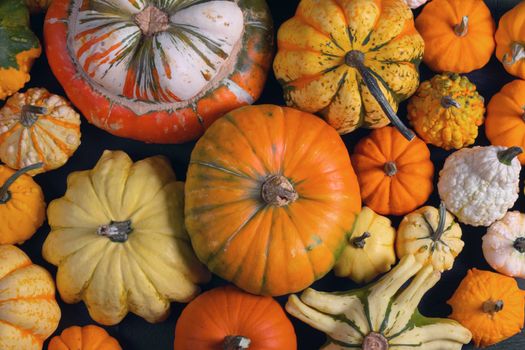 Assortiment of autumn harvested pumpkins , background , Halloween holiday concept