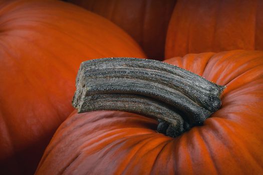 Many orange pumpkins background , Halloween holiday concept
