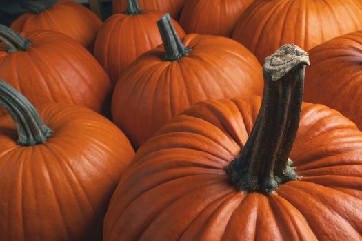 Many orange pumpkins background , Halloween holiday concept
