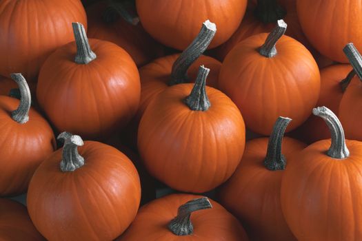 Many orange pumpkins background , Halloween holiday concept