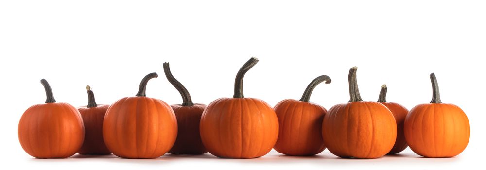 Autumn border of pumpkins in a row isolated on white background