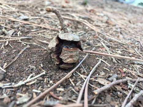 pine cones fallen on the ground in the forest.