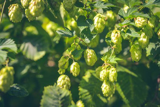 Hop farm with organic hops growing on a vine ready for harvest.