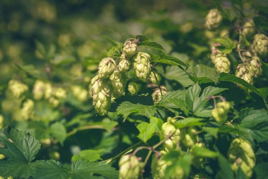 Hop farm with organic hops growing on a vine ready for harvest.