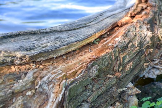 An old tree without bark lies from shore to lake, in water reflects