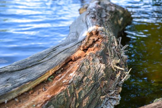 An old tree without bark lies from shore to lake, in water reflects