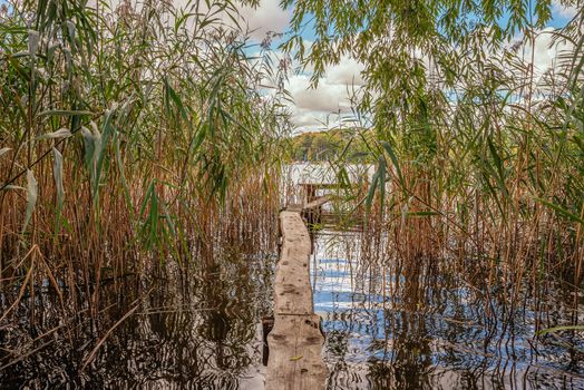 Boardwalk in  between reed at lake Jeziorak in Poland