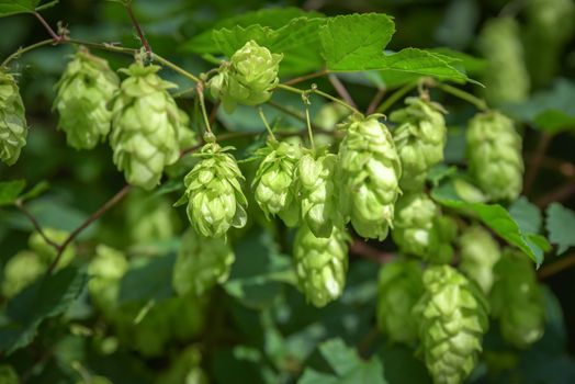 Hop farm with organic hops growing on a vine ready for harvest.
