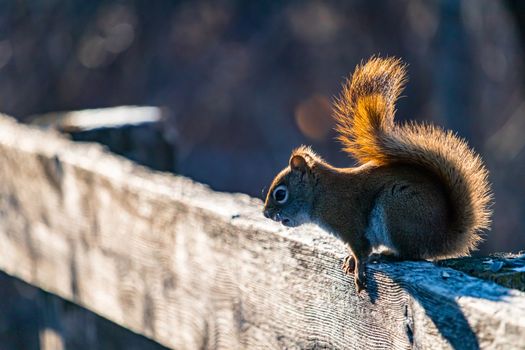 An American red squirrel leans forward from its perch on a sunlit wooden fence as it prepares to jump down onto the boardwalk below.