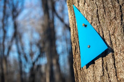 A plastic blue triangle serves as an arrow trail marker as it is nailed loosely to a tree trunk. Viewed up close, its clear edges and the textured bark area seen against a blurred forest behind it.