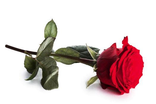 One red rose isolated on white background holiday romantic gift