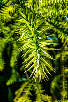 A branch of evergreen Araucaria tree