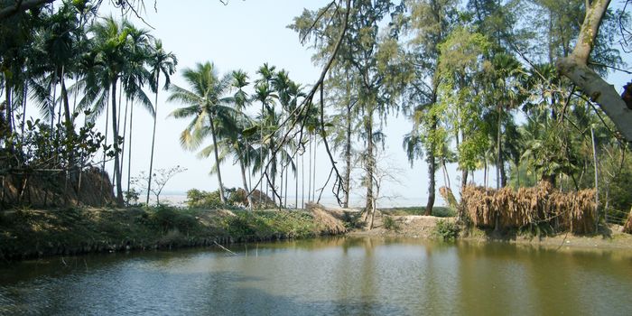 A rural Indian village pond surrounded with coconut palm trees. Bankura, west Bengal, India.