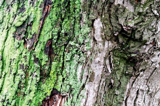 wooden background maple tree trunk with green moss close up