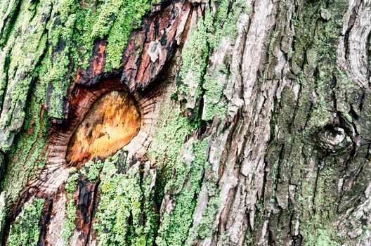 wooden background maple tree trunk with green moss close up