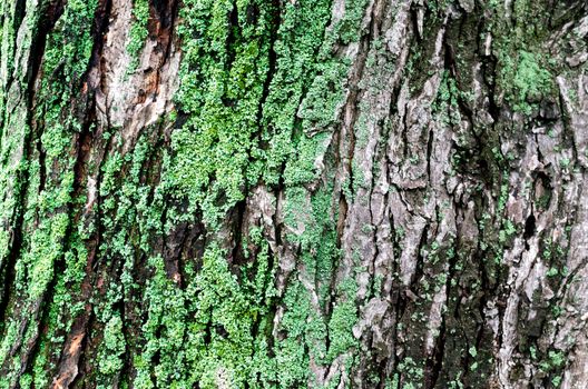 wooden background maple tree trunk with green moss close up