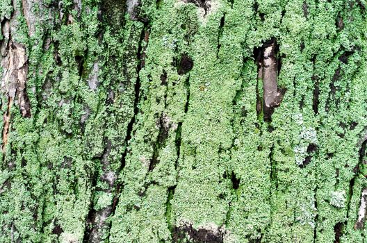 wooden background maple tree trunk with green moss close up