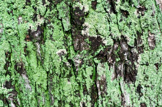 wooden background maple tree trunk with green moss close up