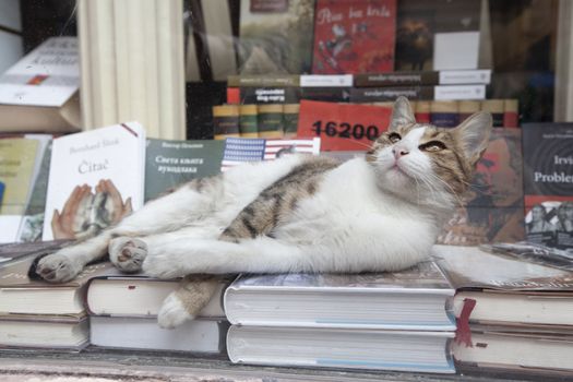 Cat bibliophile lying on books