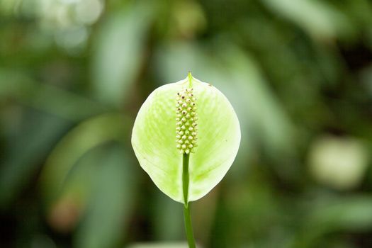 Spathiphyllum in botanical garden close-up with bokeh background