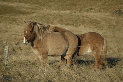 The Icelandic horse is a breed of horse developed in Iceland. Although the horses are small, at times pony-sized