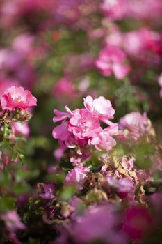 Flowers of dog rose with bokeh background