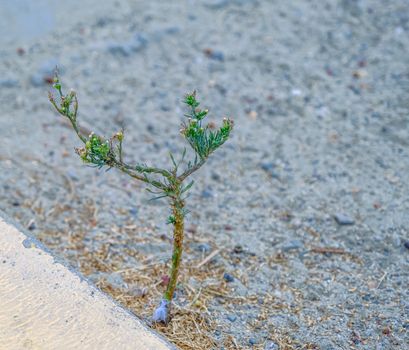 Fir Tree Sprout Growing from Concrete