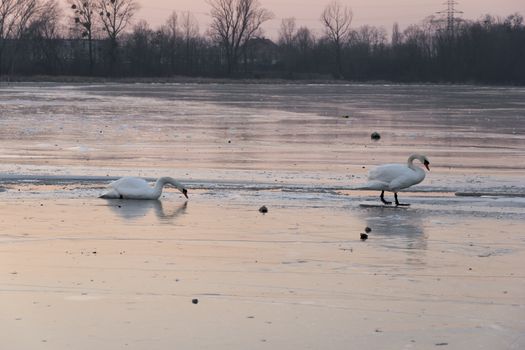 Wild Swans walking on ice in Lake On Sunset. beautiful white birds in winter time on frozen water pond surface