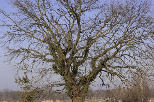 Bare tree with ivy in winter afternoon. Large lone spreading tree with no leaves on branches.  on clear sky background