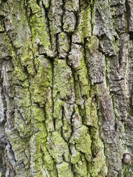 Bark of a tree with green moss and lichen on it. Old oak texture, background