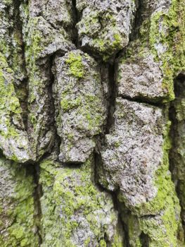 Old tree bark, close up wood texture. oak with green moss natural background.