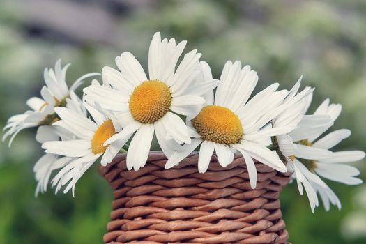 Wildflowers daisies in a wicker vase against the background of a summer meadow.