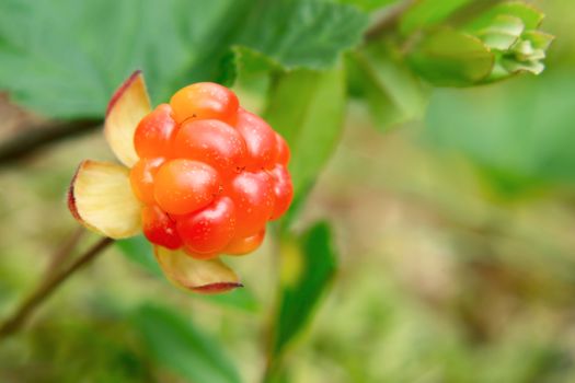 Cloudberry berry grows in a summer forest in a swamp.