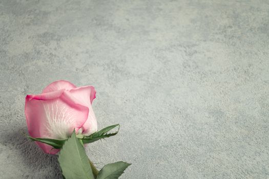 One pink rose on a concrete surface, template for design or greeting card, place for text, copy space.