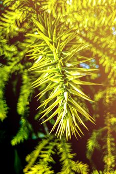 Close-up of green Branches of a Araucaria Tree